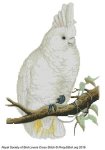 (image for) RSBL Cockatoo Goffins